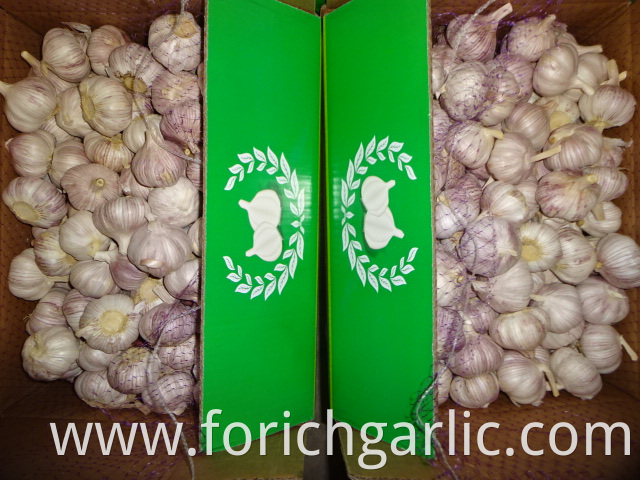 Best Quality Fresh Normal White Garlic